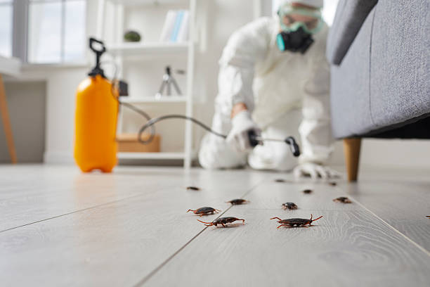 Post-Treatment Bed Bug Interceptor Monitoring in North Tunica